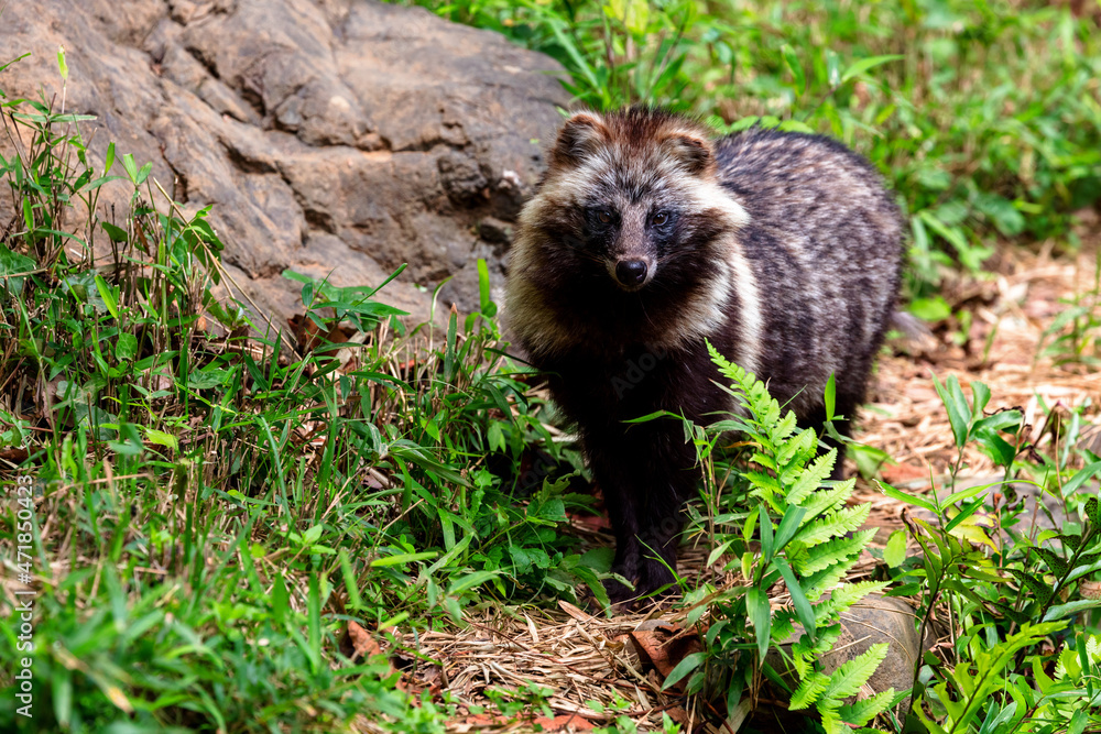 Naklejka premium タヌキ, Japanese racoon dog, 日本