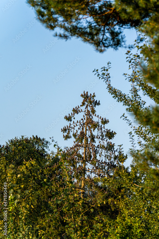 starlings sitting in a tree with a lot starlings sitting in a tree with a lot