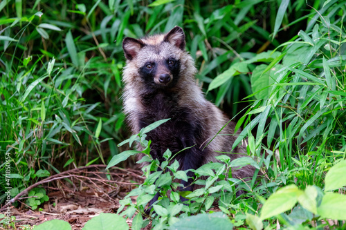 タヌキ, Japanese racoon dog, 日本