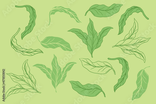 Hand draw Leaf ornament design template with three variants of styles, from line shapes and combinations of both