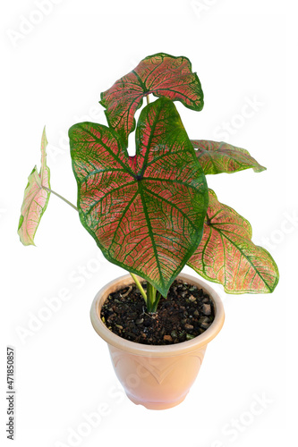 Caladium leaves (caladium bicolor) in pot and ornamental foliage for tropical indoor or outdoor garden, isolated on white background