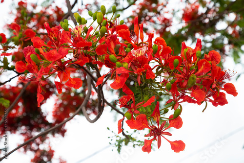 Bilde på lerret royal poinciana, (Delonix regia), also called flamboyant tree or peacock tree