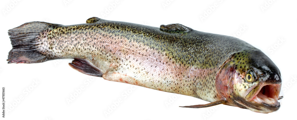 Salmon trout on a white background Salmon trout on a white background
