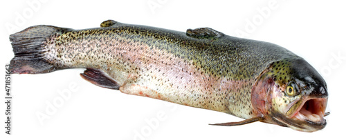 Salmon trout on a white background