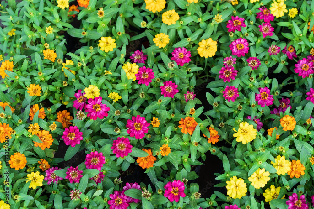 zinnia blooming flowers or many colorful zinnias by pink orange and yellow color with green leaves in the natural flower garden on top view for zinnia violacea plants and nature trees background