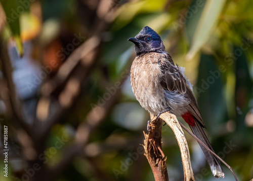 Red Vented Bulbul on a tree