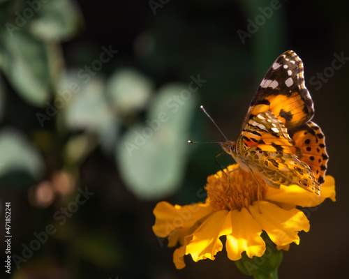 Bild auf Leinwand Painted lady in Sun and shade