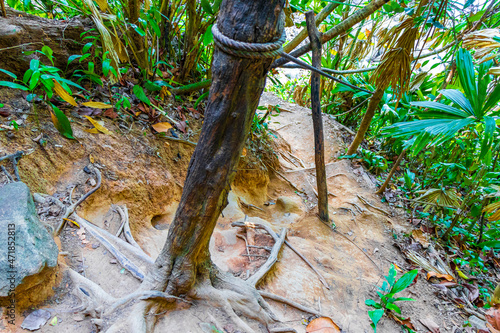 Hiking nature trail in tropical jungle forest Lamru Nationalpark Thailand. photo