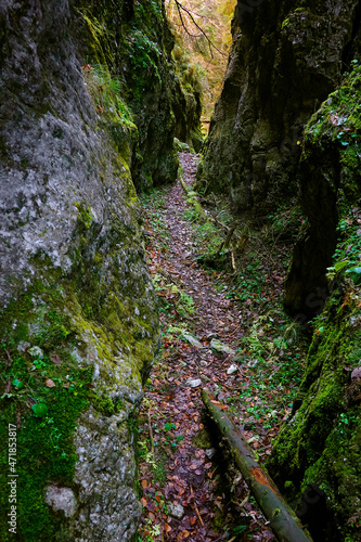 Iarului Gorges in the Carpathians, Romania, Europe 