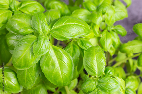 basil plant viewed from top on black background