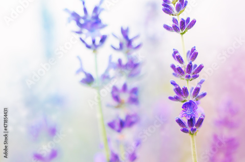 Lavender flowers at  light blur background.
