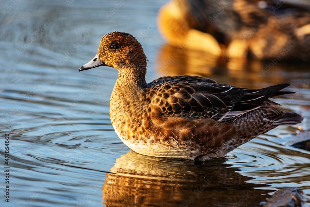 Fototapeta premium A brown duck, European wigeon, standing in blue water on a sunny autumn day.