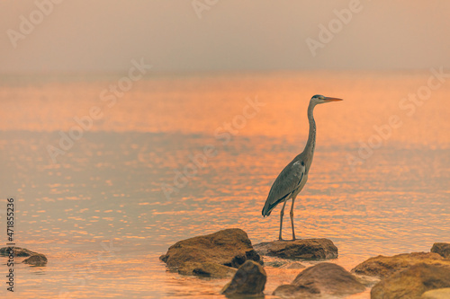 Hunting Heron on sunset background in Maldives. Big bird standing on rocks in shallow water and hunting for fish. Tropical wildlife  animal nature background