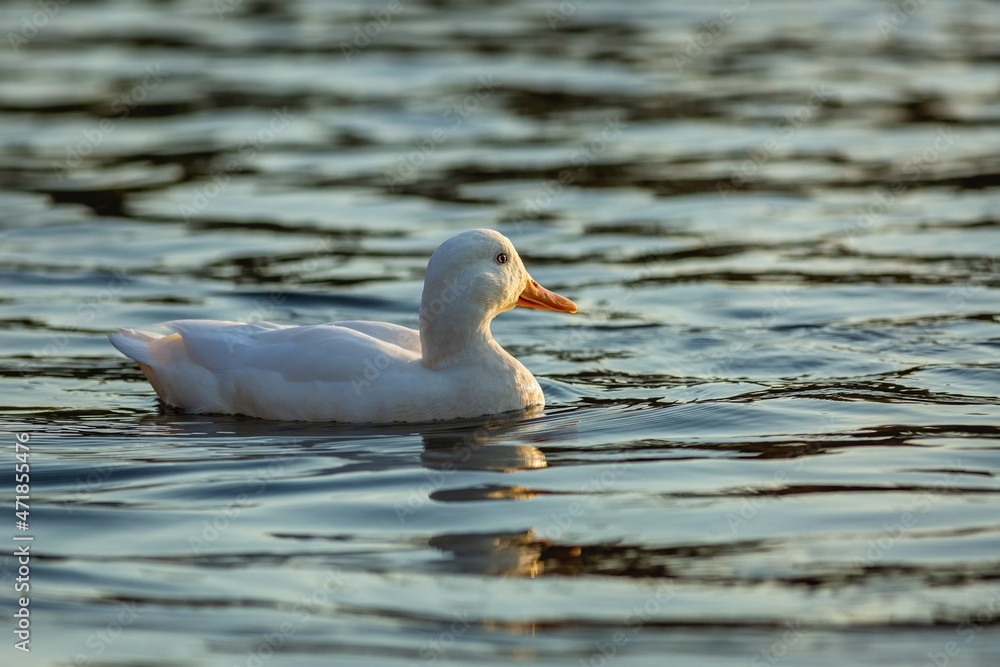A white domestic duck with yellow beak swimming in blue water on a sunny autumn evening.
