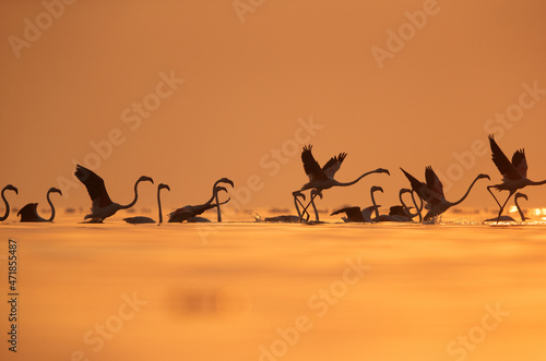 Silhouette of Greater Flamingos takeoff at Asker coast during sunrise, Bahrain