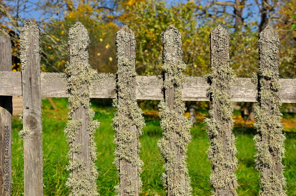 Fragment of an old fence covered with lichen.