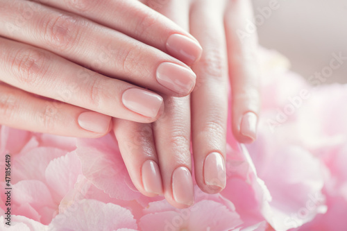 Beautiful Healthy nails. Manicure, Beautiful Woman's hands, Spa. Female hands with beautiful natural pink french elegant manicure on pink hydrangea flower. Soft skin, skincare. Salon, treatment. 