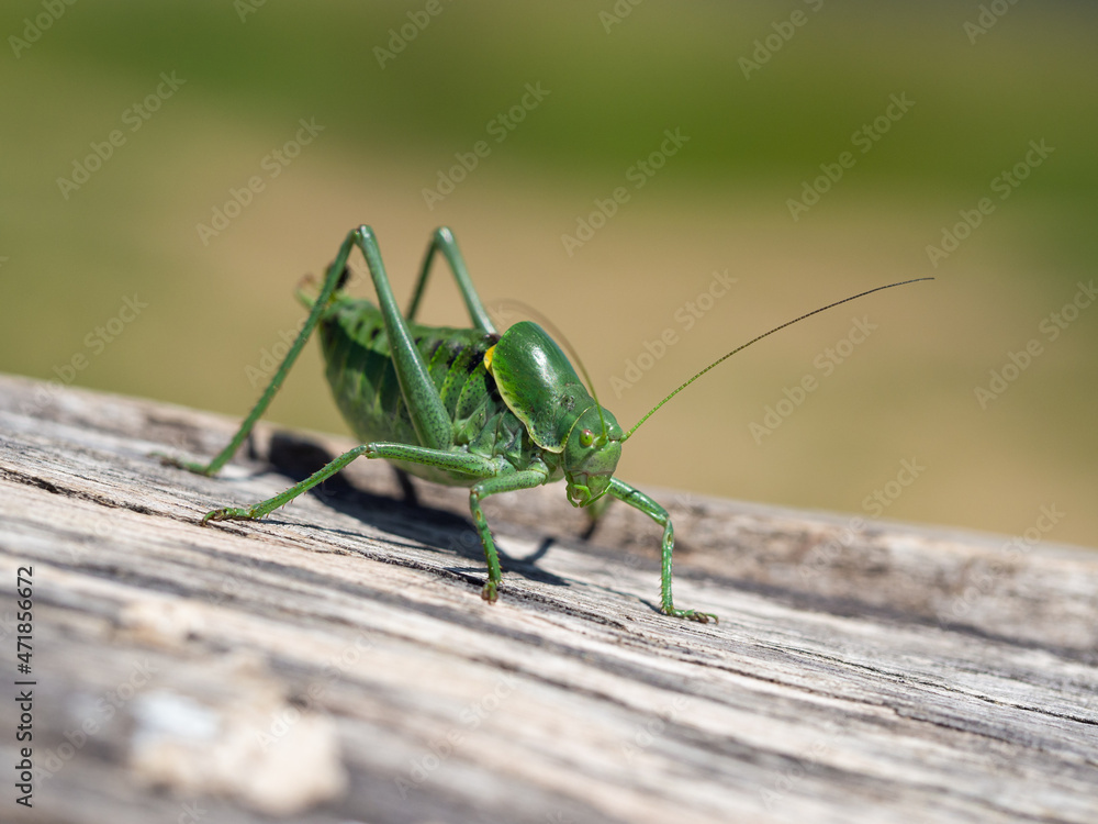 Polysarcus denticauda male insect, detail of large green grasshopper Polysarcus denticauda male insect, detail of large green grasshopper
