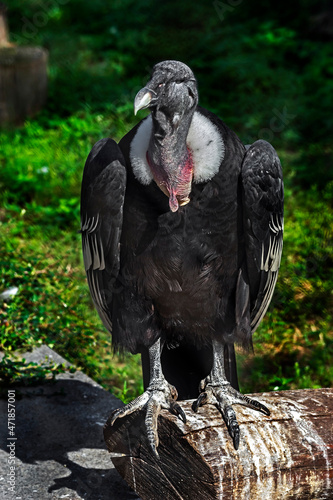 Andean condor on the beam head. Latin name - Vultur gryphus 