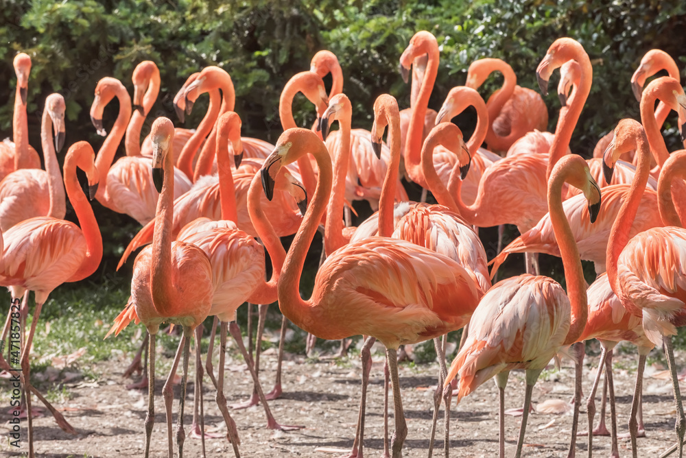 Naklejka premium Chilean Flamingo. Birds in the wild nature