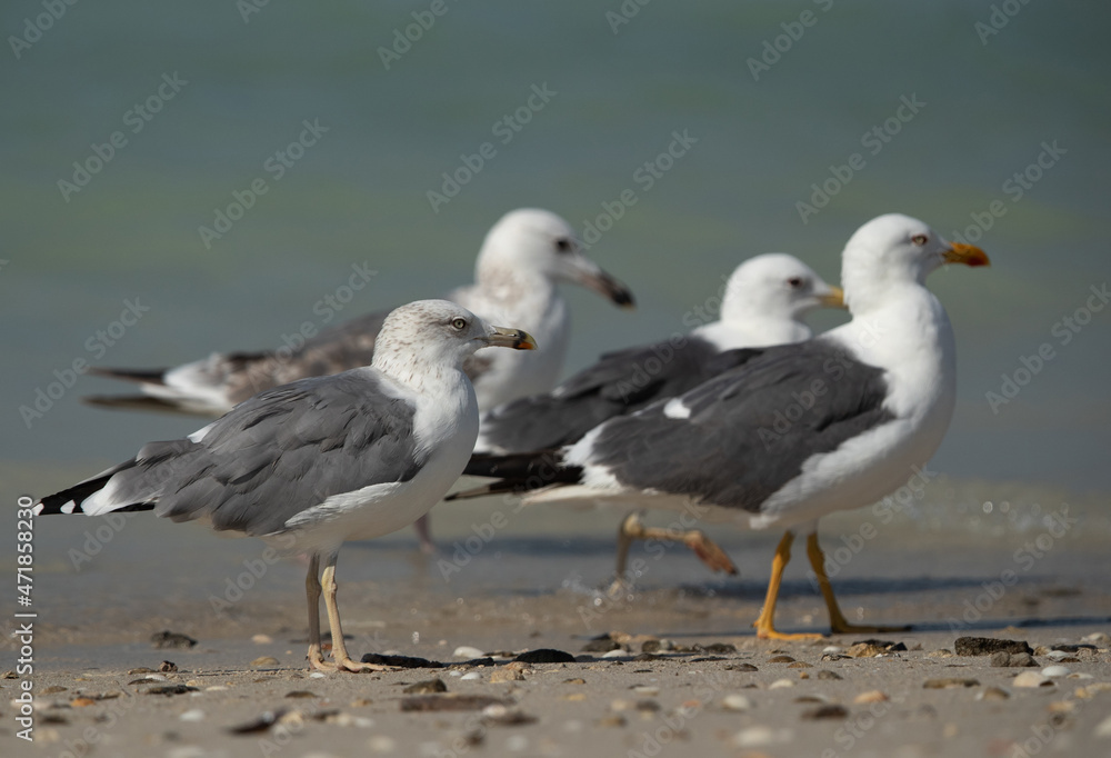 Caspian Gulls and Yellow-legged gull at Busaiteen coast of Bahrain Caspian Gulls and Yellow-legged gull at Busaiteen coast of Bahrain