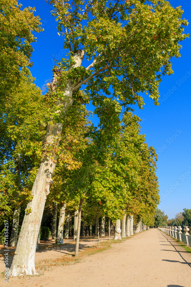 long road with trees on one side and a railing on the other