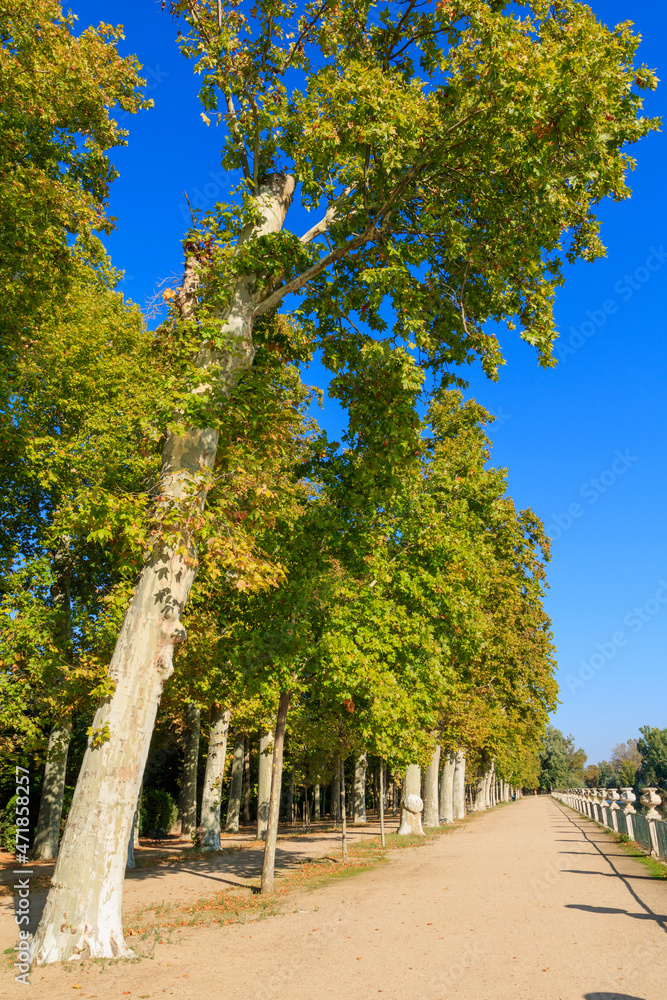 Naklejka premium long road with trees on one side and a railing on the other
