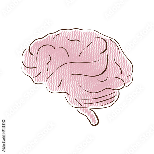 brain human organ