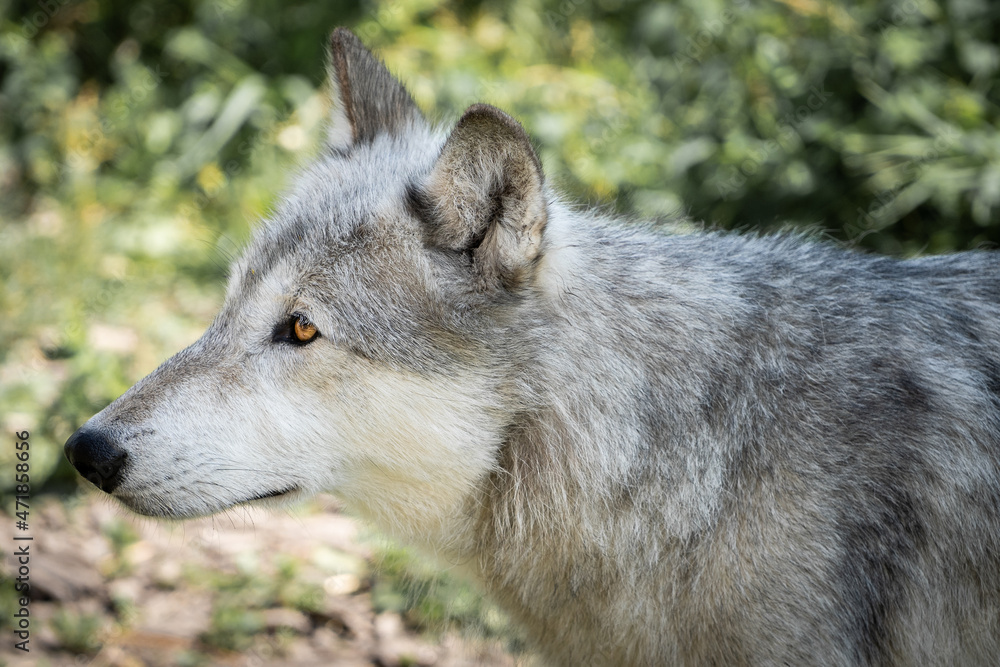 Portrait of a wolfdog in its forest natural habitat, Canadian Rockies, Canada Portrait of a wolfdog in its forest natural habitat, Canadian Rockies, Canada