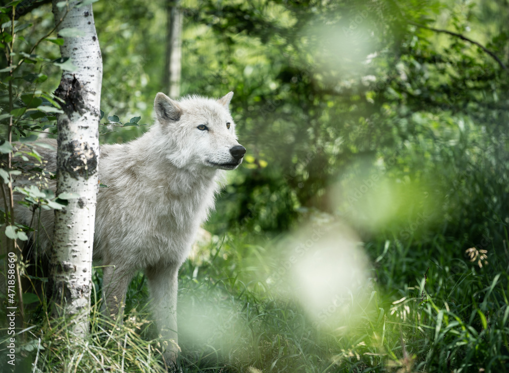 Fototapeta premium White wolfdog in its forest natural habitat posing, Canadian Rockies, Canada