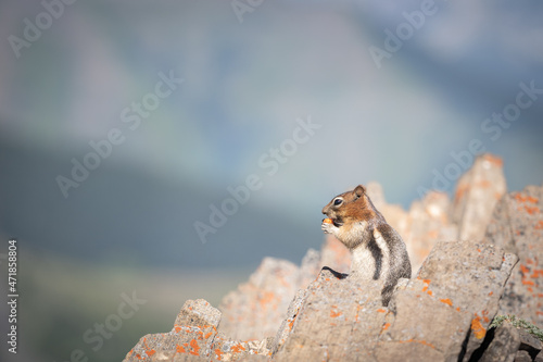 Cute chipmunk eating in between rocks, Canadian Rockies, Canada