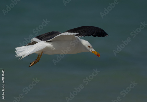 Yellow-legged Gull in flight at Busaiteen coast of Bahrain