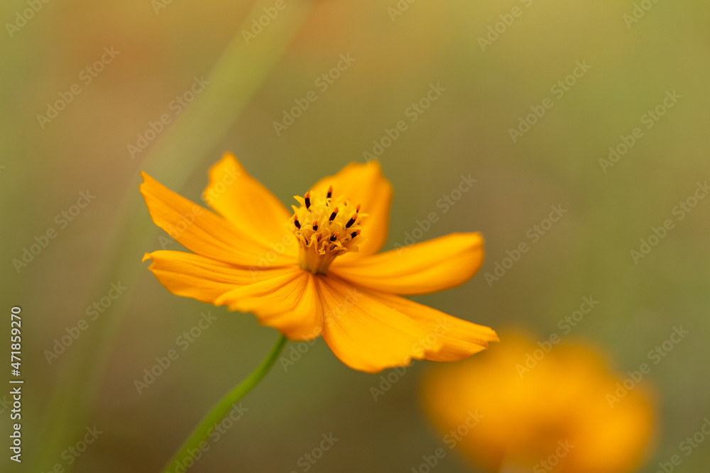 yellow cosmos flower yellow cosmos flower