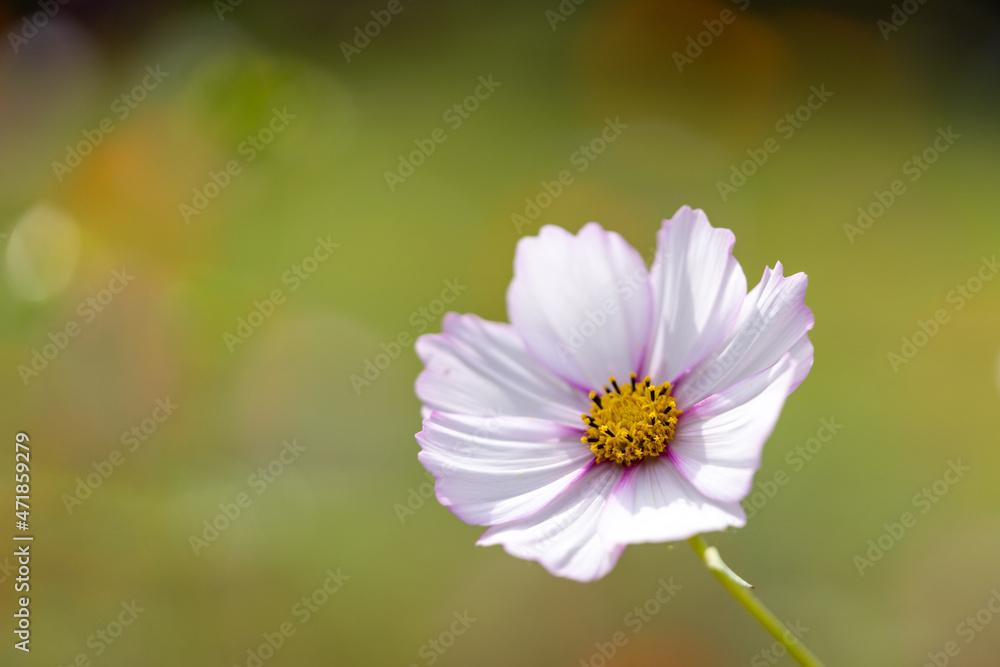 cosmos flower