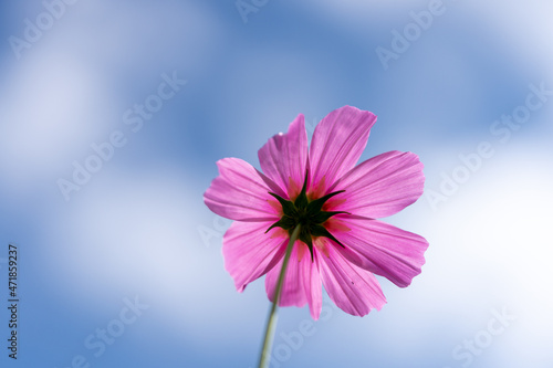 pink flower on blue