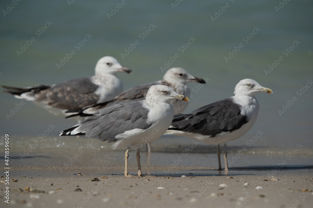 Caspian Gulls at Busaiteen coast of Bahrain Caspian Gulls at Busaiteen coast of Bahrain