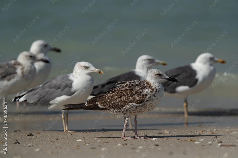 A juvenile Lesser Black-backed Gull and caspian gulls at Busaiteen coast, Bahrain A juvenile Lesser Black-backed Gull and caspian gulls at Busaiteen coast, Bahrain