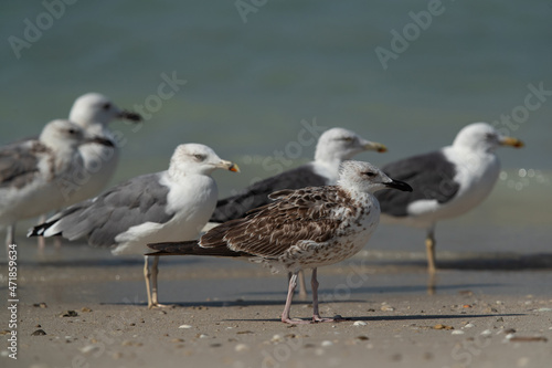 A juvenile Lesser Black-backed Gull and caspian gulls at Busaiteen coast, Bahrain