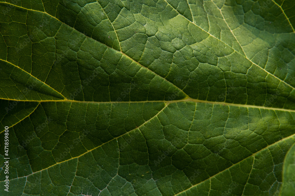 Macro shot of green fresh leaf, veins, nature texture, eaten leaf Macro shot of green fresh leaf, veins, nature texture, eaten leaf