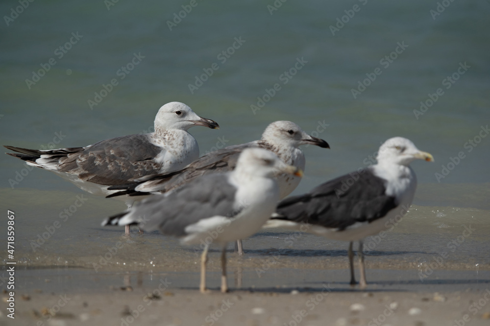 Caspian Gulls at Busaiteen coast of Bahrain. Selective focus on the back Caspian Gulls at Busaiteen coast of Bahrain. Selective focus on the back