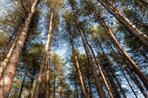Tree canopy in a pine forest