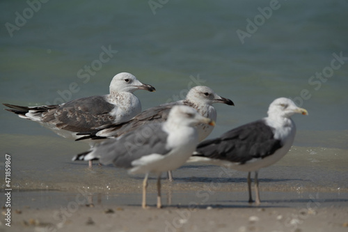 Caspian Gulls at Busaiteen coast of Bahrain. Selective focus on the back