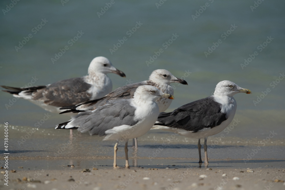 Caspian Gulls and Lesser-backed gulls at Busaiteen coast of Bahrain Caspian Gulls and Lesser-backed gulls at Busaiteen coast of Bahrain