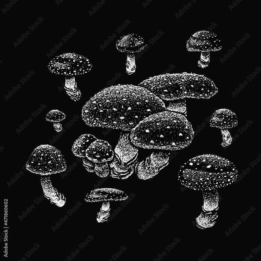 Fly agaric mushroom vector hand drawing illustration in scratch style ...