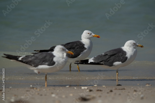Lesser Black-backed Gull at Busaiteen coast, Bahrain. Selective focus on back © Dr Ajay Kumar Singh