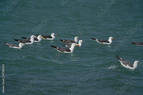Lesser Black-backed Gulls swimming at Busaiteen coast, Bahrain