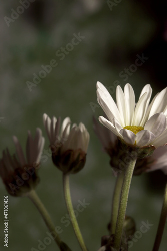 close-up white flower on dark background