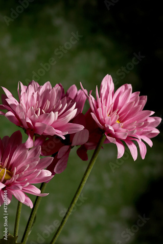 close up of a pink  flower on dark background