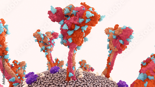 SARS-CoV-2 Spike Protein glycan shield (in blue) thwart the host immune response.
Coronavirus structure.