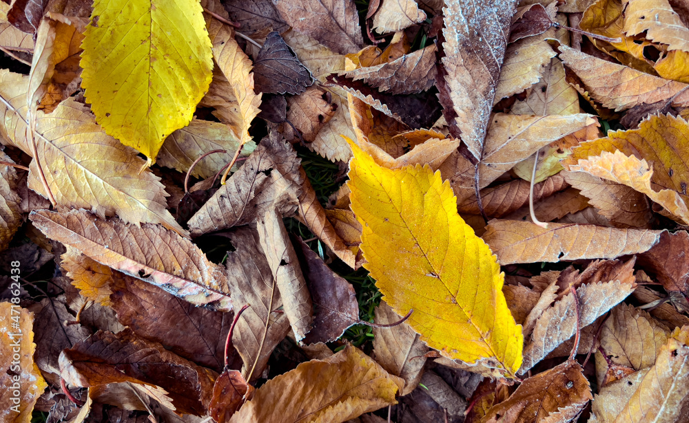 Fallen Autumn leaves on the ground Fallen Autumn leaves on the ground
